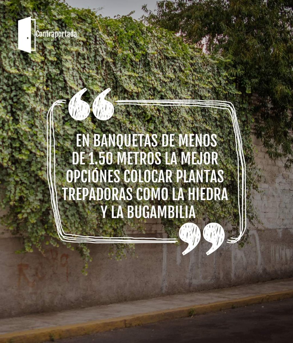 Además de las campañas de reforestación arborizar la ciudad puede ser una buena acción para reducir los niveles de contaminación del aire, la temperatura por el fenómeno de isla de calor, el ruido y mejorar en general el espacio público y la calidad de vida 🌳🌳🌳