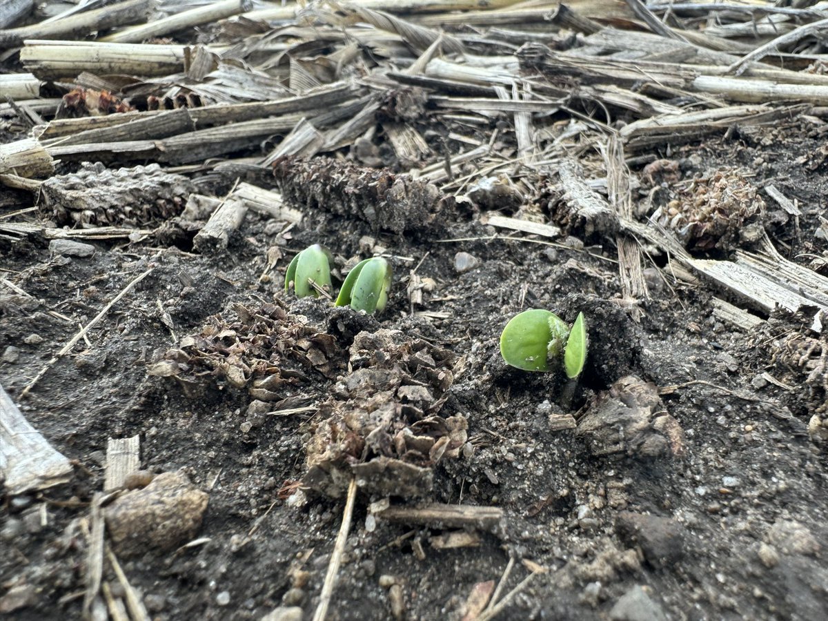 Baby beans coming up today.