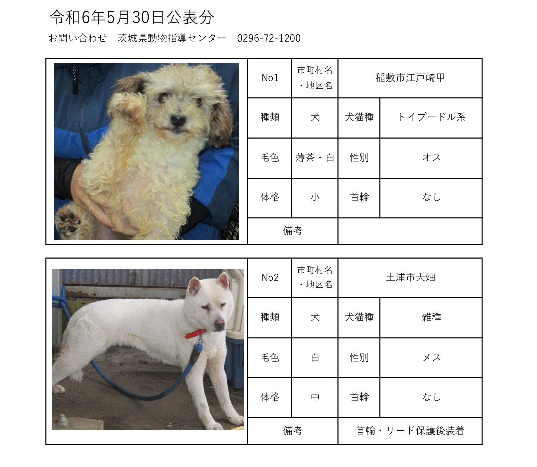 5月30日現在
茨城動物指導センターに保護されている、徘徊迷犬です。
当たりのある方は、茨城県動物指導センターへ至急お電話お願い致します。

茨城県動物指導センター
(受付時間　平日　8:30~17:15)
0296-72-1200
#迷い犬猫
#犬
#猫
#茨城県迷子犬
#茨城県迷子猫