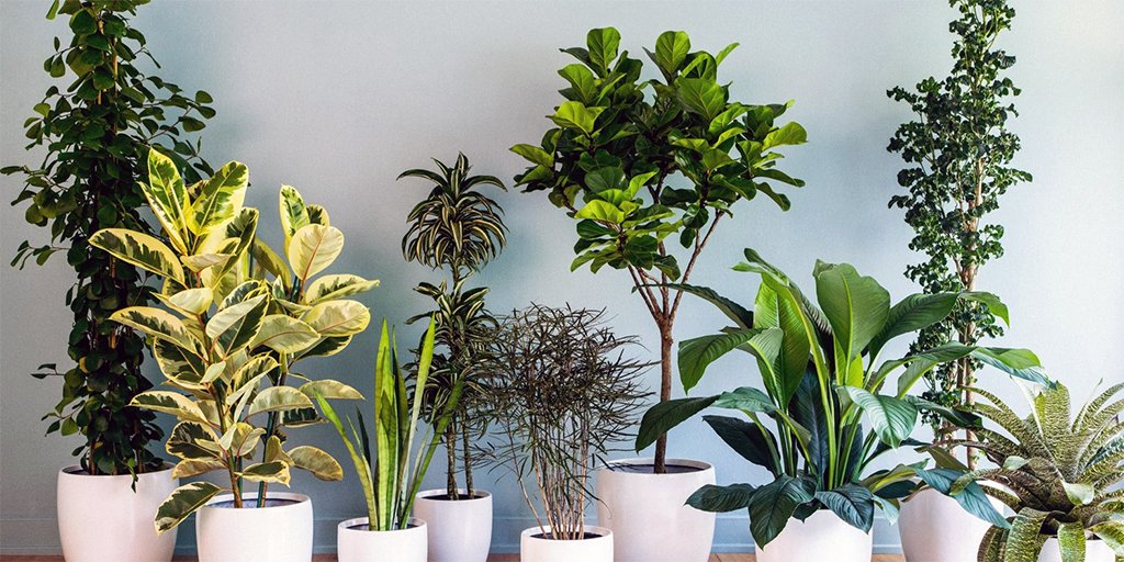 The advantages of #indoor plants for #airpurification

In the drive for a healthy living #environment, indoor #plants have emerged as a natural ally. With their capacity to filter the air, plants not only adorn our houses but also improve our health.

greenerweek.com/back-to-natura…