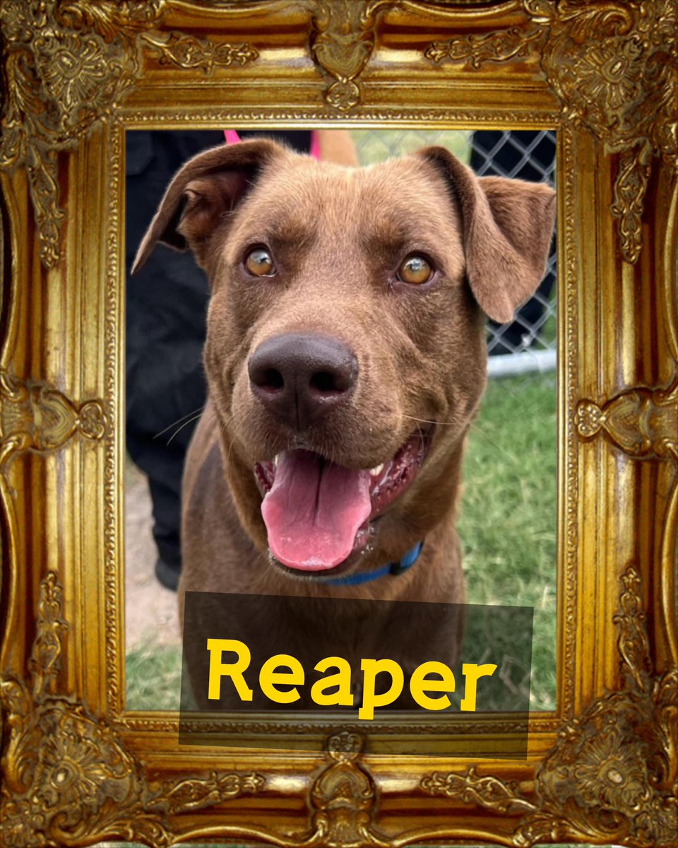 🆘🐾REAPER golden eyes saw everything bad in his 18 mos of life😢#A351384😢Now on #TBK list 6/3 #Corpuschristi TX AC💔 Who will give him his 2nd CHANCE? Lab ret mix needs TLC not 💉in his ❤️ Friendly with the people that will walk him on DEATH ROW. ❤️‍🩹🪱 needs treatment NOT DEATH