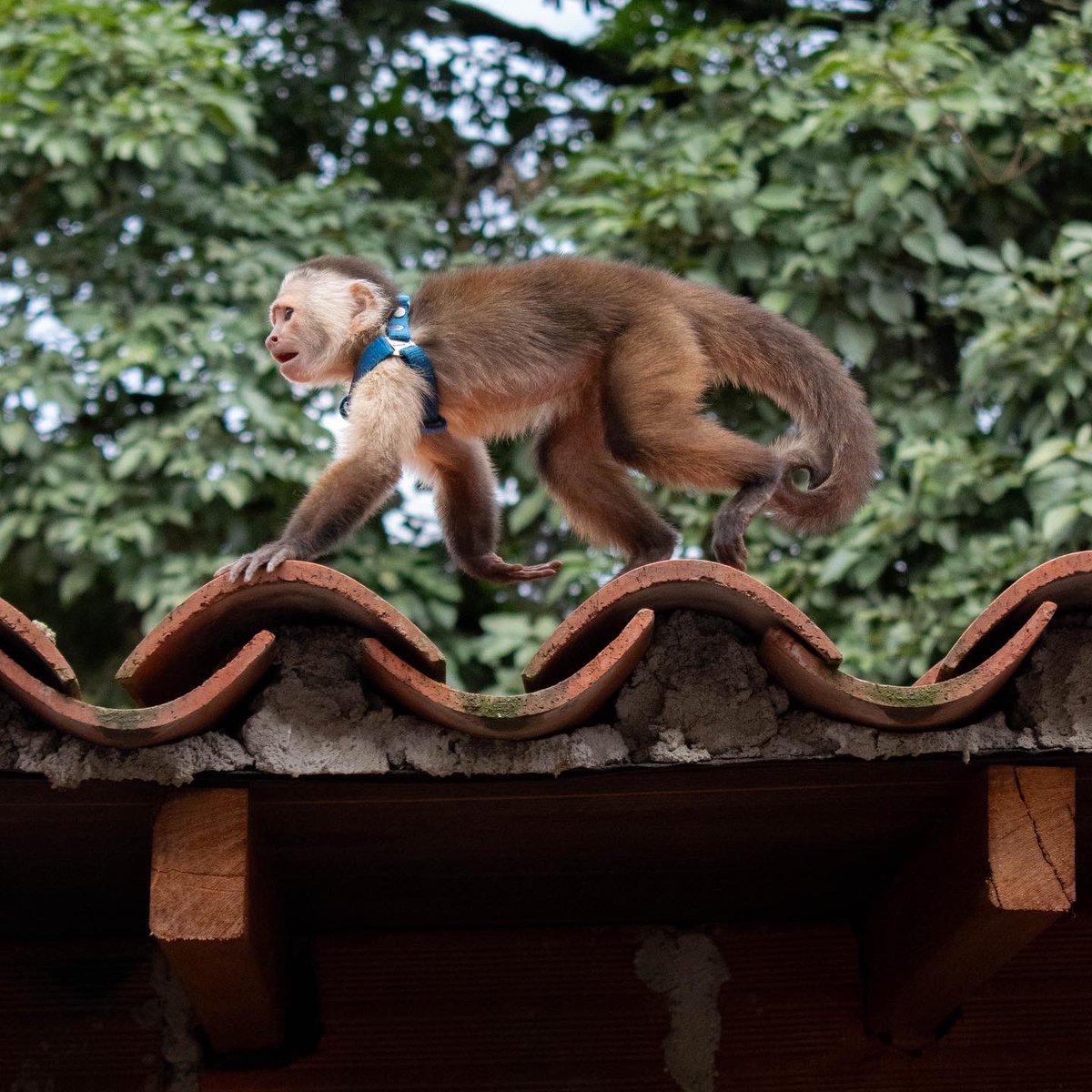 Un equipo conformado por un biólogo, dos zootecnistas y un veterinario de nuestra entidad, se embarcó en una emotiva misión al llegar al municipio de Barbosa para  rescatar al Mono Capuchino (𝘊𝘦𝘣𝘶𝘴 𝘤𝘢𝘱𝘶𝘤𝘪𝘯𝘶𝘴) que había estado deambulando entre los techos.
🔽