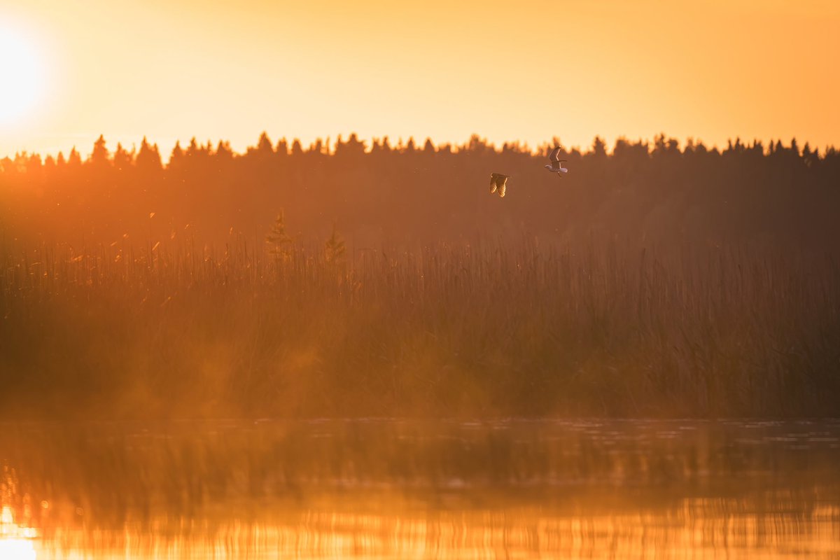 MartinSivakov's tweet photo. Auringonlasku Näsijärvellä. Jos katsoo tarkkaan, niin kuvassa lokki jahtaa suopöllöä.
#suopöllö #barnowl #suomenlinnut #auringonlasku https://t.co/qRKxY6kXGY