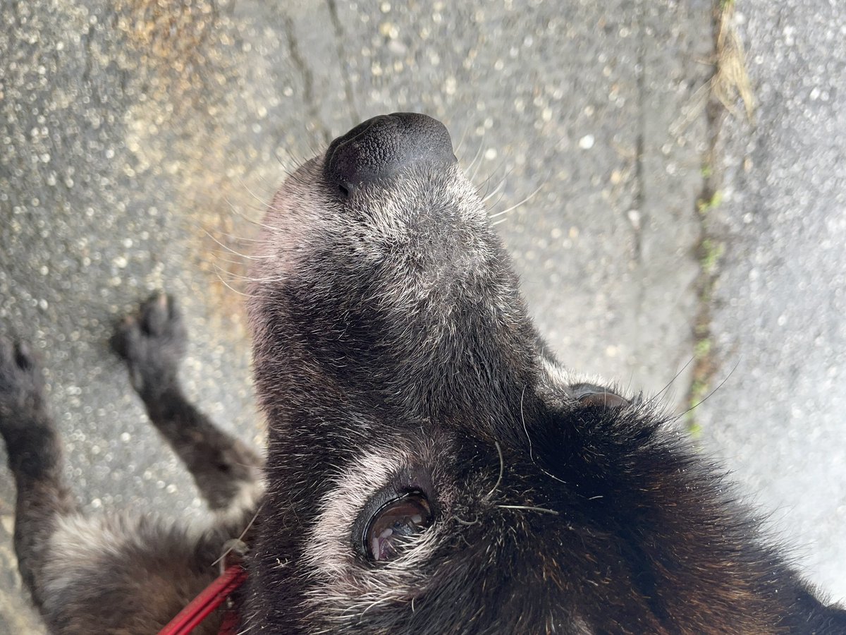 今日の朝、迷い犬を見つけて警察に預けました。心当たりのある方、連絡ください。
近所の方の話しだと2週間前位からウロウロしてたみたいでご飯をあげたら結構食べてたので元気です。
些細な事でもいいので連絡ください。
※見つけた場所【滋賀県長浜市】
※男の子です
#拡散希望RTお願い致します