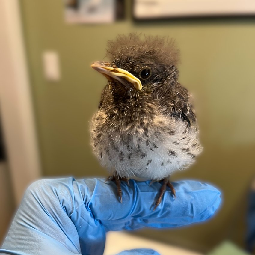 Here I am again, standing on a finger looking absolutely fantastic.🕶️ Fledgling mockingbirds are some of our favorite summer visitors. We currently have 3 in the songbird nursery, and the rule holds: taller the crown, deeper the frown. 📷: Phyllis Tseng