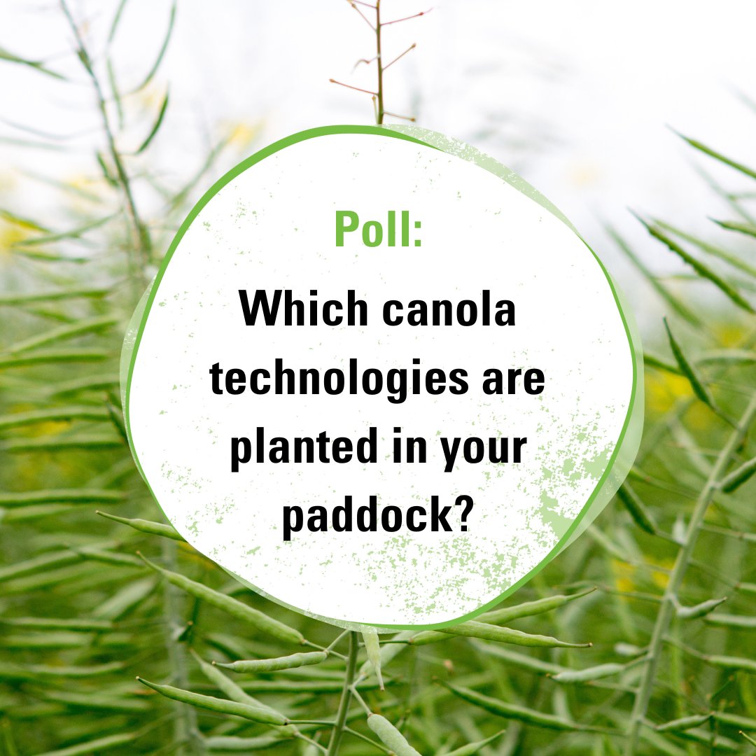 🌱What #canola technologies are in your paddock this season? 

🗳️Let us know in the #poll below what herbicide technologies you favour 👇

#Nuseed #Canola24