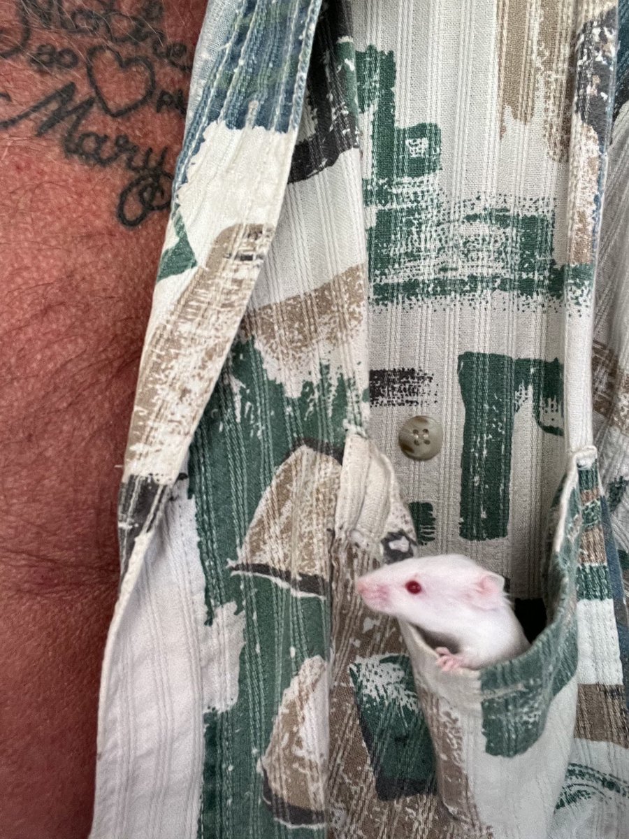 runaway728's tweet photo. Who loves these little ones? Please share your pictures! #petmouse #petmice #comfortpet #pets https://t.co/64PbFHoLDt