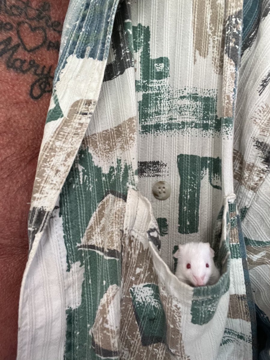 runaway728's tweet photo. Who loves these little ones? Please share your pictures! #petmouse #petmice #comfortpet #pets https://t.co/64PbFHoLDt