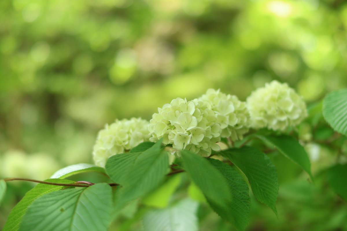 #rokko森の音ミュージアム 
先日の写活の続き。
高山植物園からの森の音ミュージアム
オルゴールミュージアム、いつの間にか森の音ミュージアムに変わっていたのね〜😳28年ぶりに訪れました😅

#アル中写真部