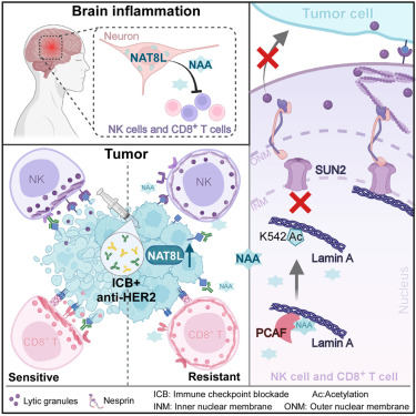 Cancer Cell tweet media
