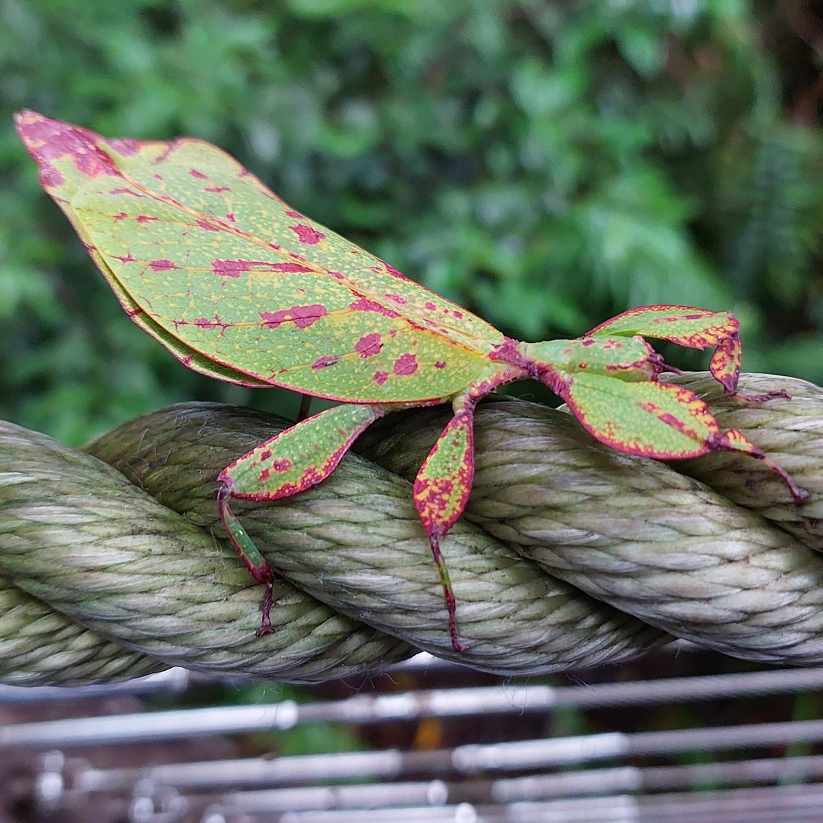This is an Australian Leaf Insect, Phyllium monteithi. 
They are endemic to the Wet Tropics Region in Queensland. Their body resembles a leaf, even displaying leaf-like venations – this allows them to camouflage easily into their rainforest background. 🌿
😁
