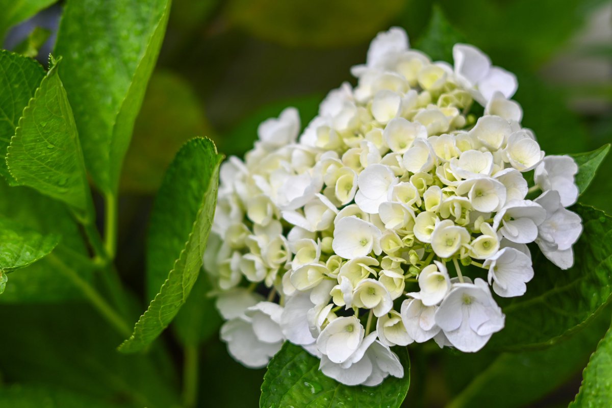 mizuki_vt's tweet image. 白い紫陽花
アントシアニンを含んでいないので、pHに関係なく白のままらしい。
白紫陽花のように人に流されない芯の強さが欲しいもんですわ。

#Nikon #z30 #nikonz30 #写真好きな人と繋がりたい #キリトリセカイ #ファインダー越しの世界 #花