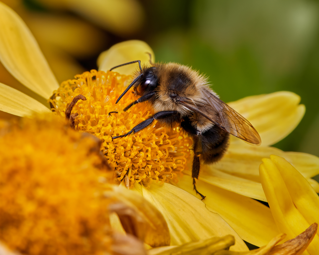It's ok to take a break... 
#commoneasternbumblebee #bumblebee #bees #wildlifephotography #macrophotography #insectphotography