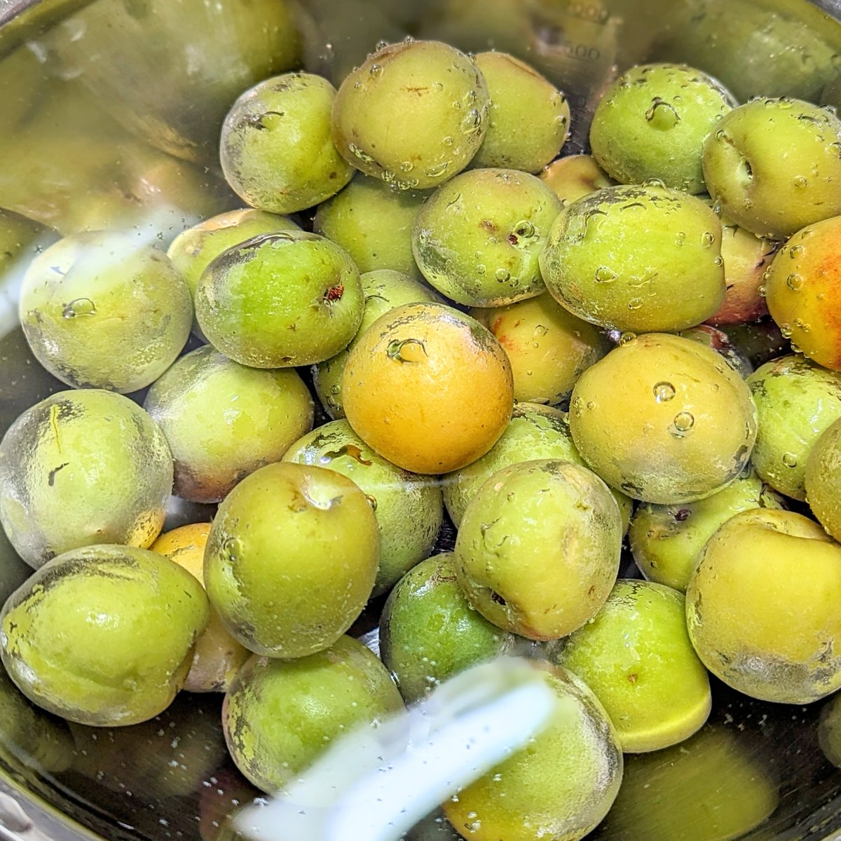 rush_inter's tweet image. 今日は5月最終日！あっという間の1ヵ月でした💨
さて、梅雨入り前にしておきたいのが、梅仕事✨
今年は梅がまれにみる不作らしく…。昨年よりもお値段がかなり上がっていました😭

厳しい環境を乗り越えて実った梅、大切に頂きます🙏（写真は梅を水で洗っている様子です✨）
#企業公式夏のフォロー祭り