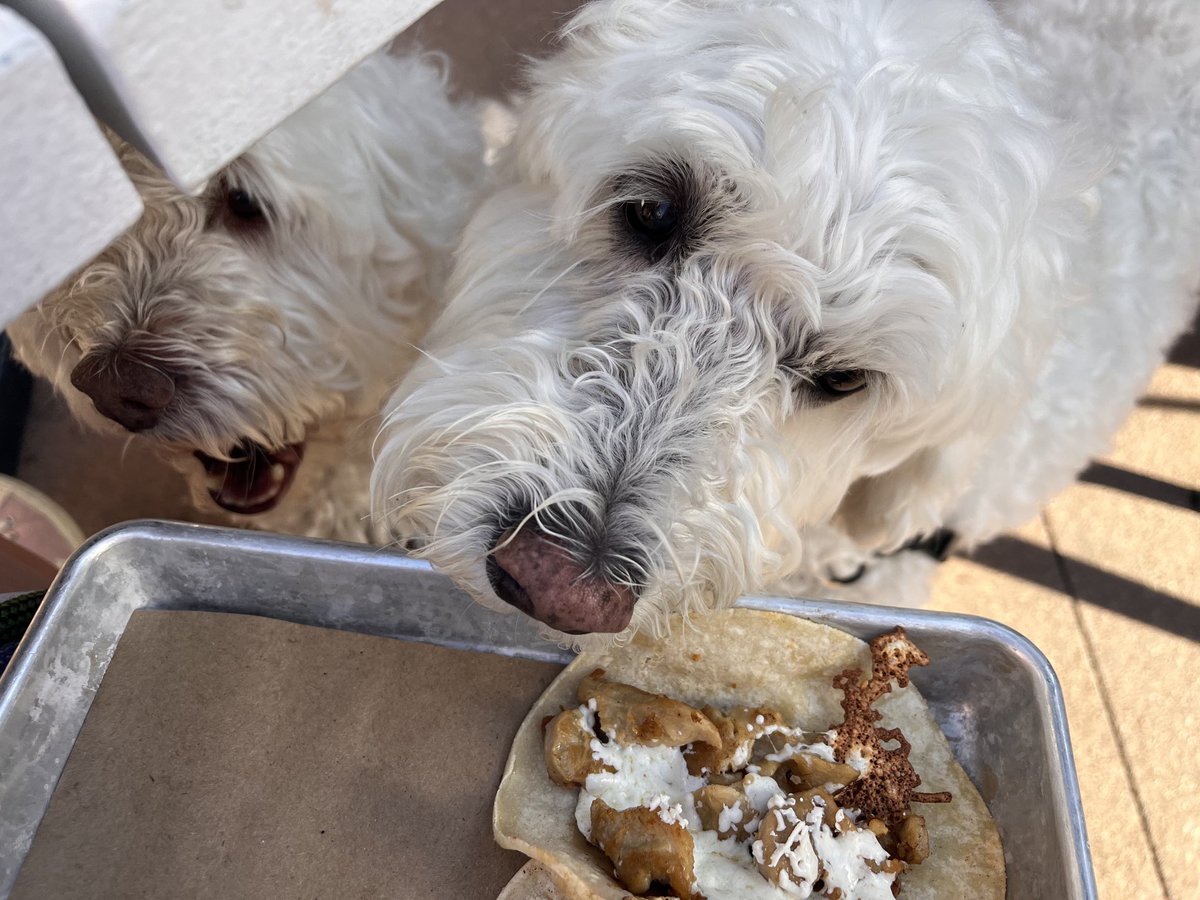 Kiddie chicken tacos?! 
Whaaat?!?!?!
#dogsofx 
#dogfriendly