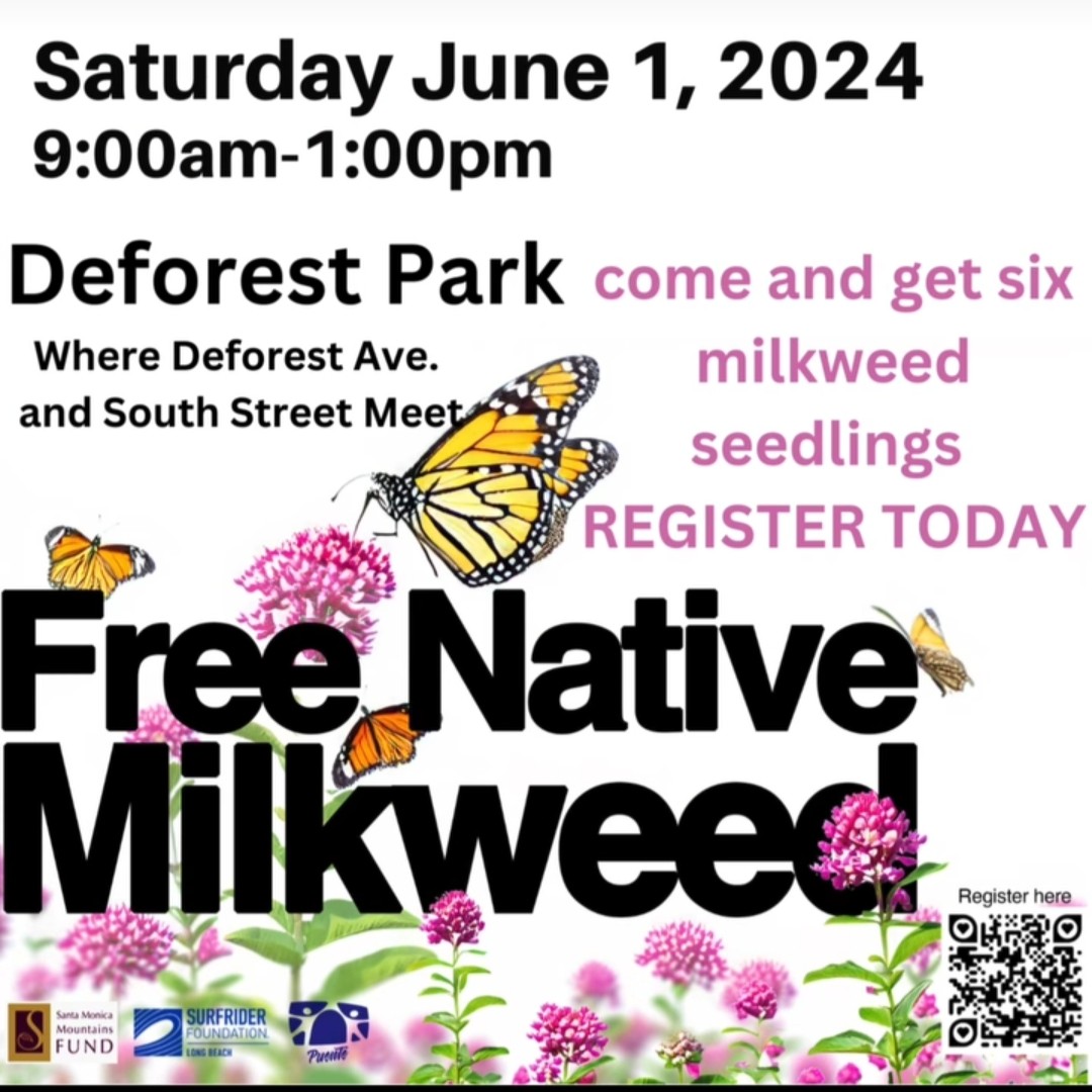 Free #Milkweed Giveaways continue this weekend! Find our Milkweed Giveaway team in Long Beach, Oxnard and in Ventura at the brand new Saticoy Farmers Market. 

👇 For info and to register for your 6 FREE milkweed plants
samofund.org/milkweed