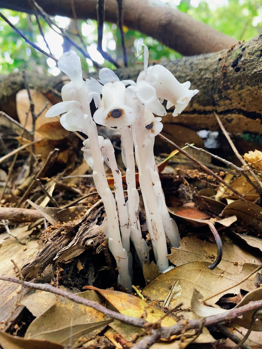 昨日、熊野古道観音道を歩いていると、ギンリョウソウを発見しました！真っ白な見た目から「ユウレイタケ」とも呼ばれています。葉緑素を持たず光合成ができないので、落ち葉などを分解する菌類から栄養を得ています。この時期に見られる印象的な植物ですね。