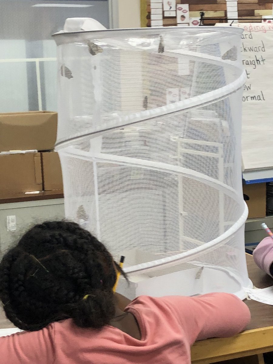 MsKaraoulis tweet media