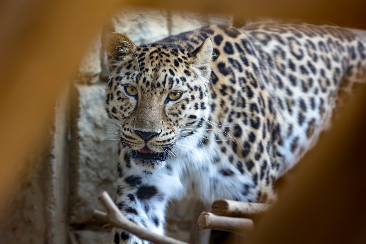 大牟田市動物園にいるアムールヒョウのポンちゃんいなくなったのか、、、今度行こうと思ってたのに悲しい、、、めっちゃ好きだったのに、、、辛い、、、
#大牟田市動物園