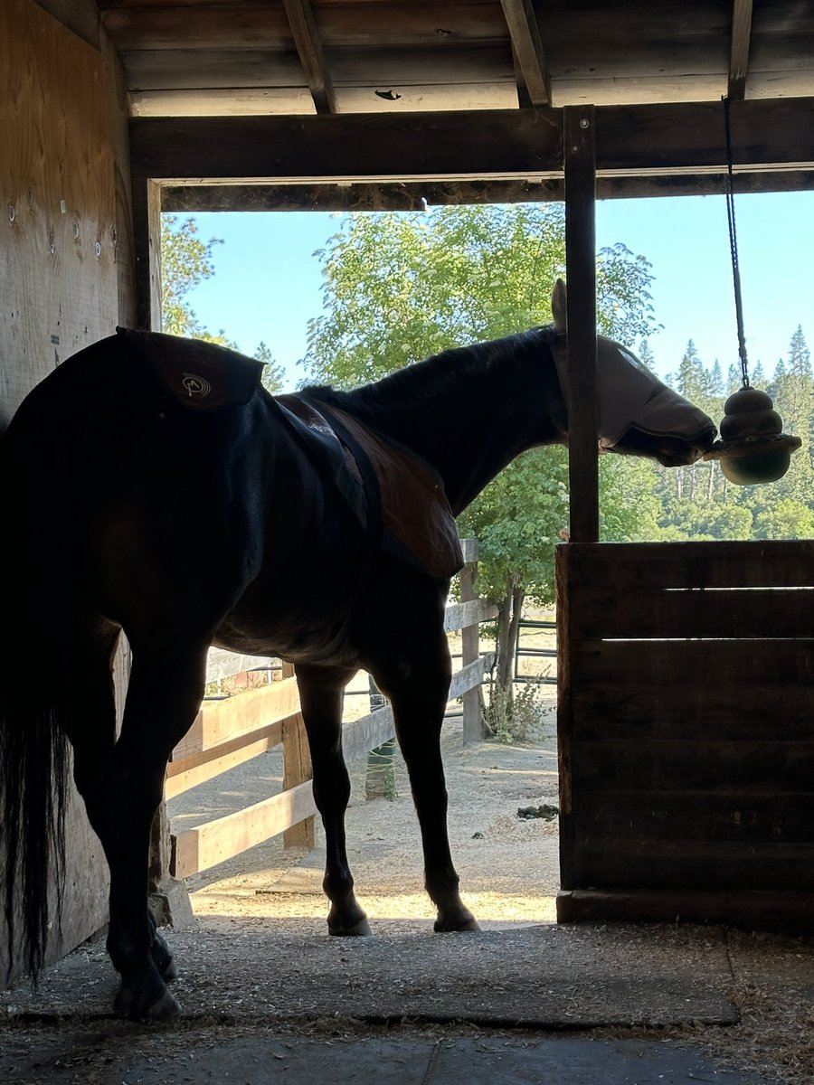 Hours of endless entertainment! #Kong