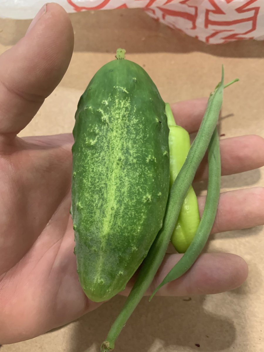 PJmountexplorer's tweet image. Today from my garden.