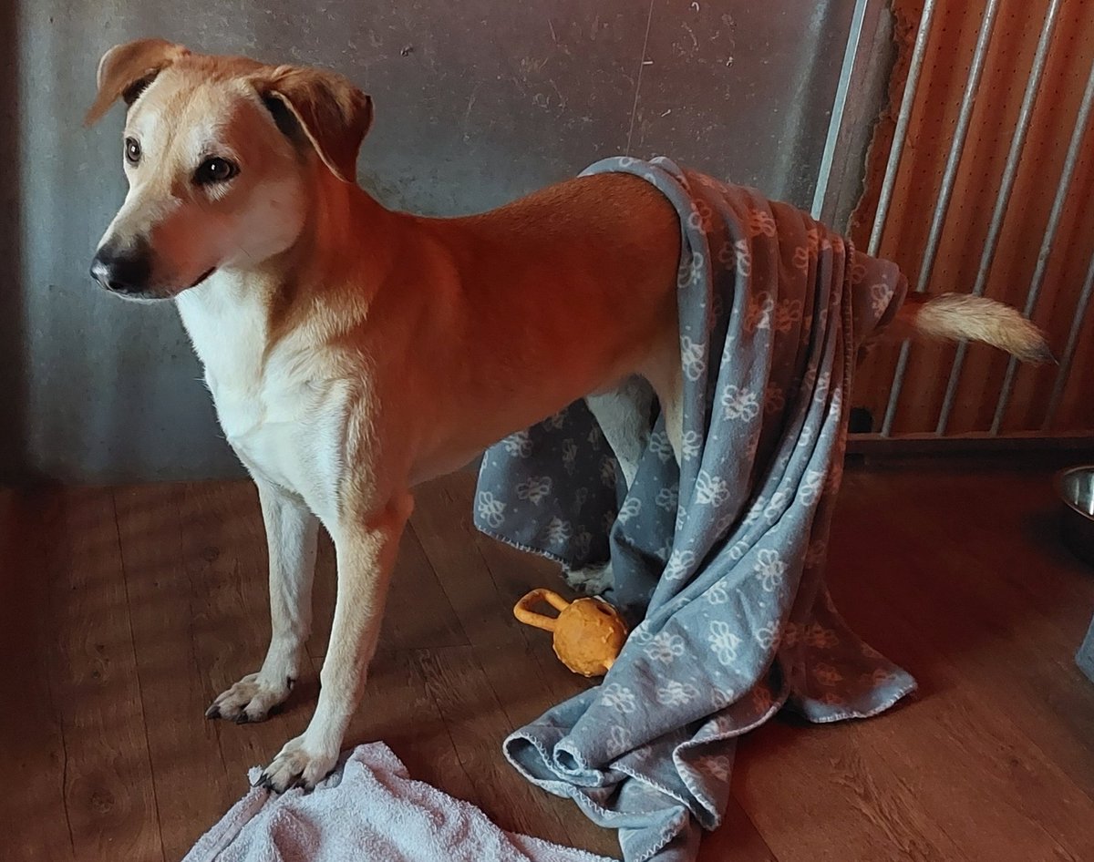 Karam! 🐶 He greets me half dressed every morning 😄 He's an Egyptian street dog, rescued from the streets by a kind person. He managed to get a space in a UK rescue center. But his behaviour meant he couldn't be rehomed so he came to us. Sponsor Karam 💗 donorbox.org/resident-spons…