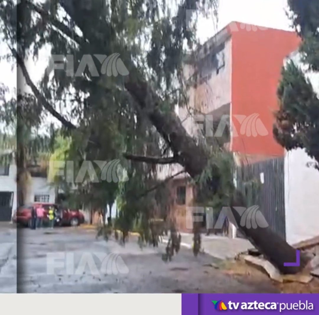 Es #AlMomento 🚨 Vecinos del fraccionamiento Maravillas piden apoyo de @PCPueblaCapital para retirar un árbol caído en la calle Cordillera del Choco. No hay luz en la zona #Puebla