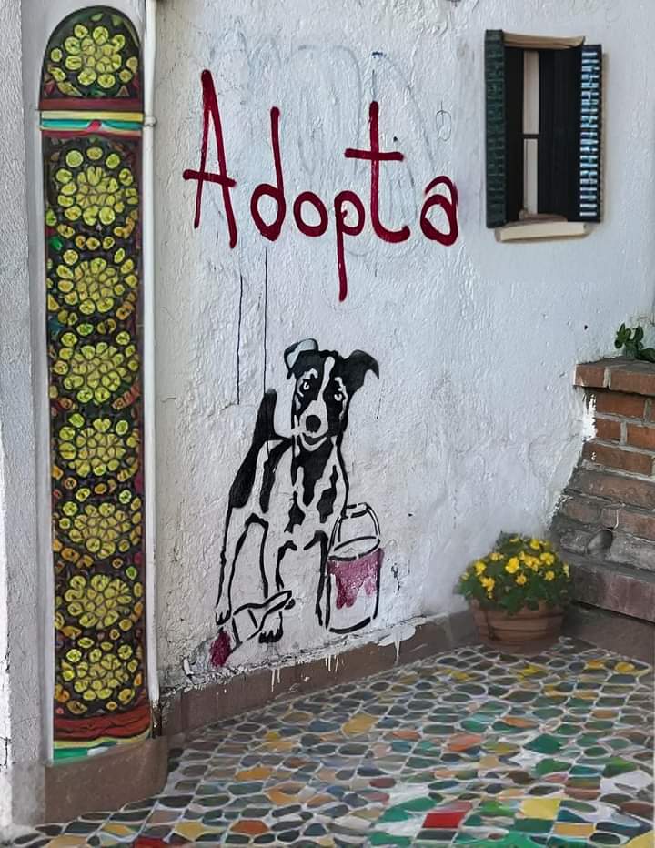 GRamirezF_D12's tweet photo. Adopta, la calle es dura, cada vez somos más difundiendo el mensaje. ❤️ https://t.co/Wih6xLoAmj