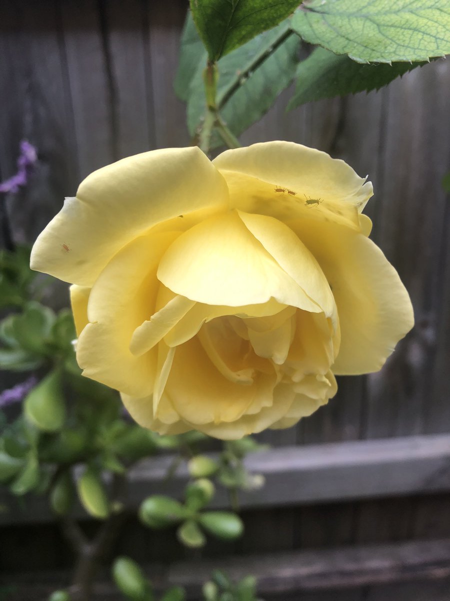 My yellow buccaneer rose is out today.