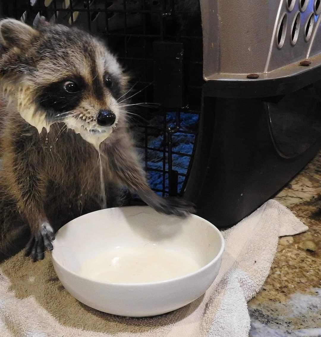 raccoonhourly's tweet photo. https://t.co/16jKKO2wVG