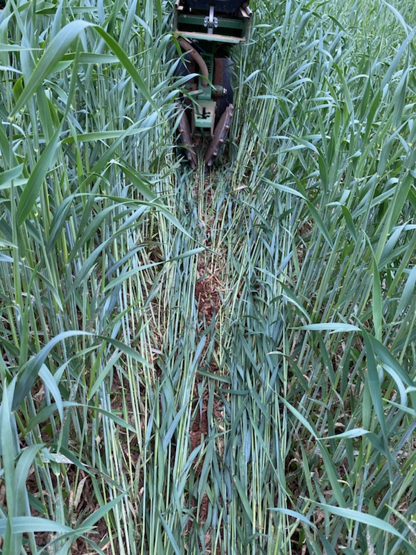 Planting green into some triticale. Had liquid manure spread on it two weeks ago. The trit was notilled into hay ground but didn't get sprayed in time and outcompeted. Doesn't looks so bad now though!