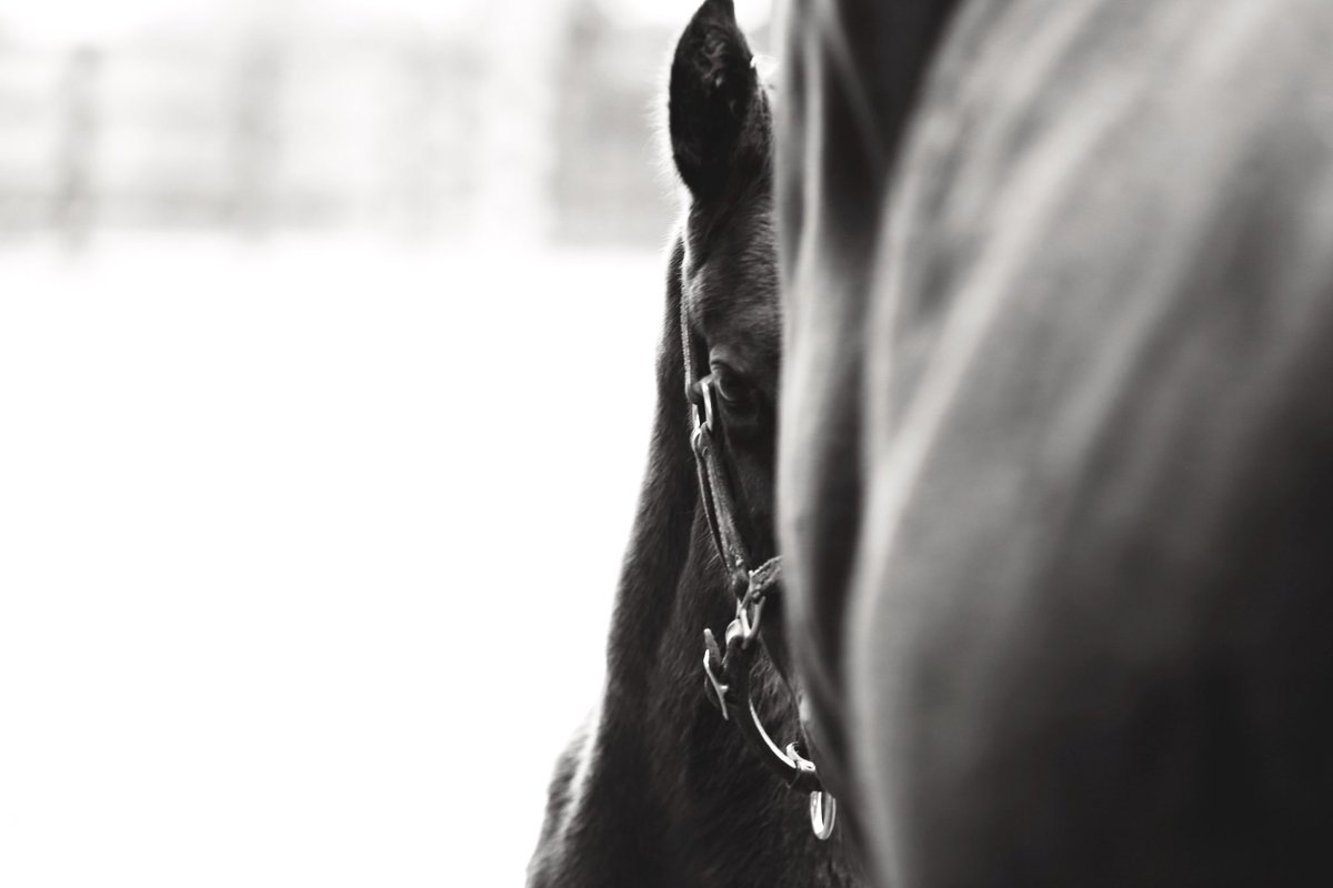 resracingky's tweet image. #throwbackthursday to a little game of hide &amp;amp; seek with Queen Caroline’s filly by #flightline when she was just a few days old 👀