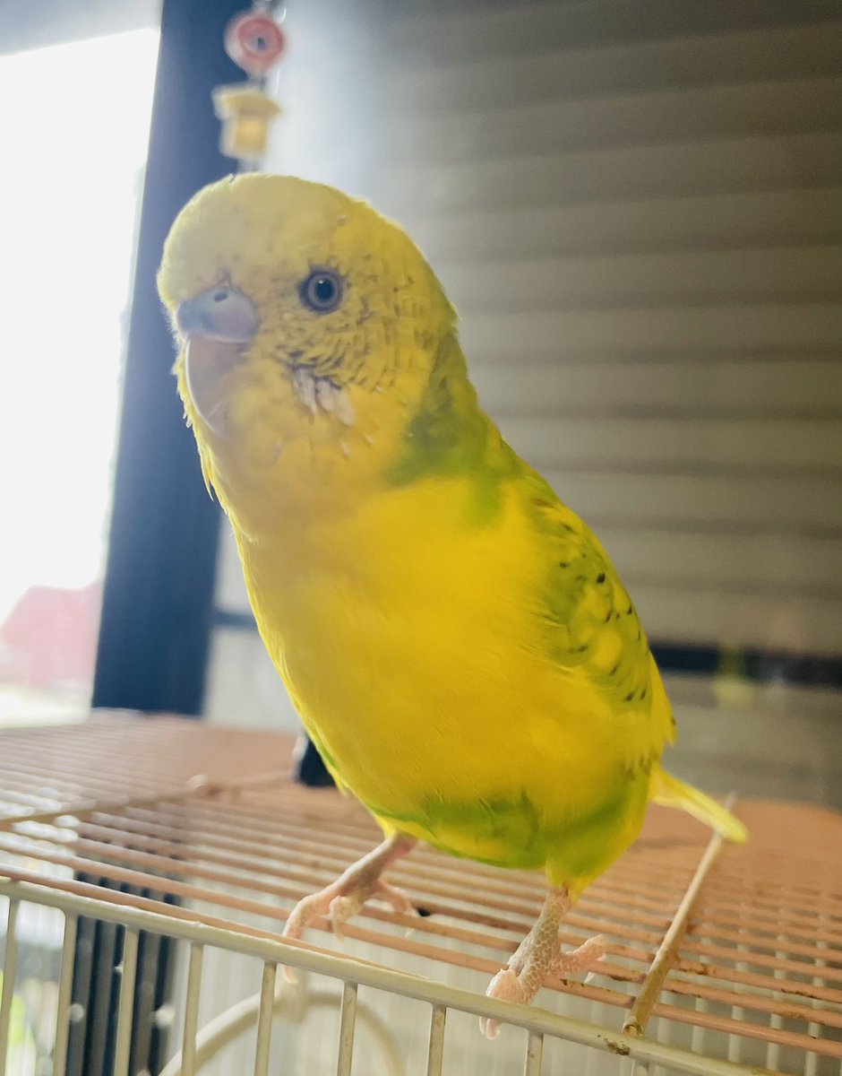 今日で！もなをお迎えして5年😚♥
出会えてよかった！5年間健康に暮らしてくれてありがとう꒰(⑉• ω•⑉)꒱
大好き大好きだよ〜🫶✨