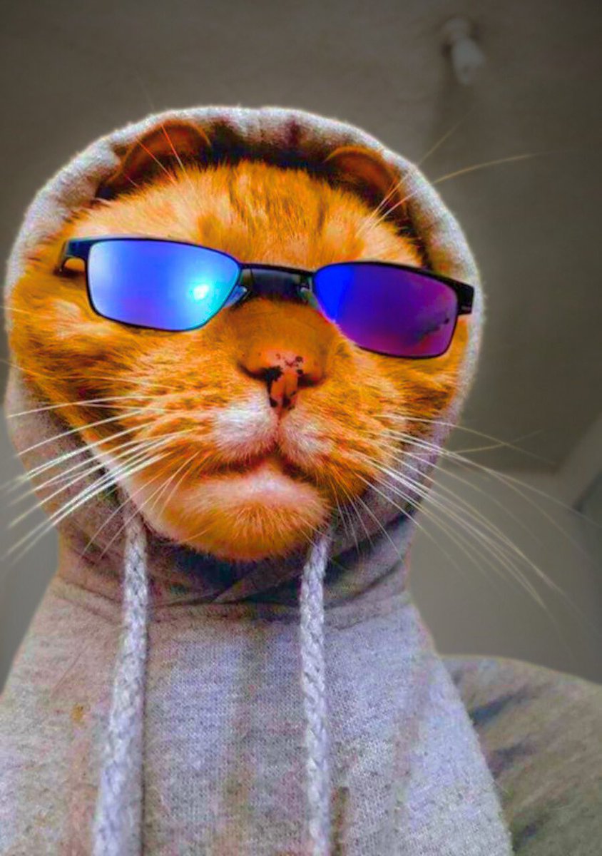 Hoodie Cat 😼✨️ tweet media