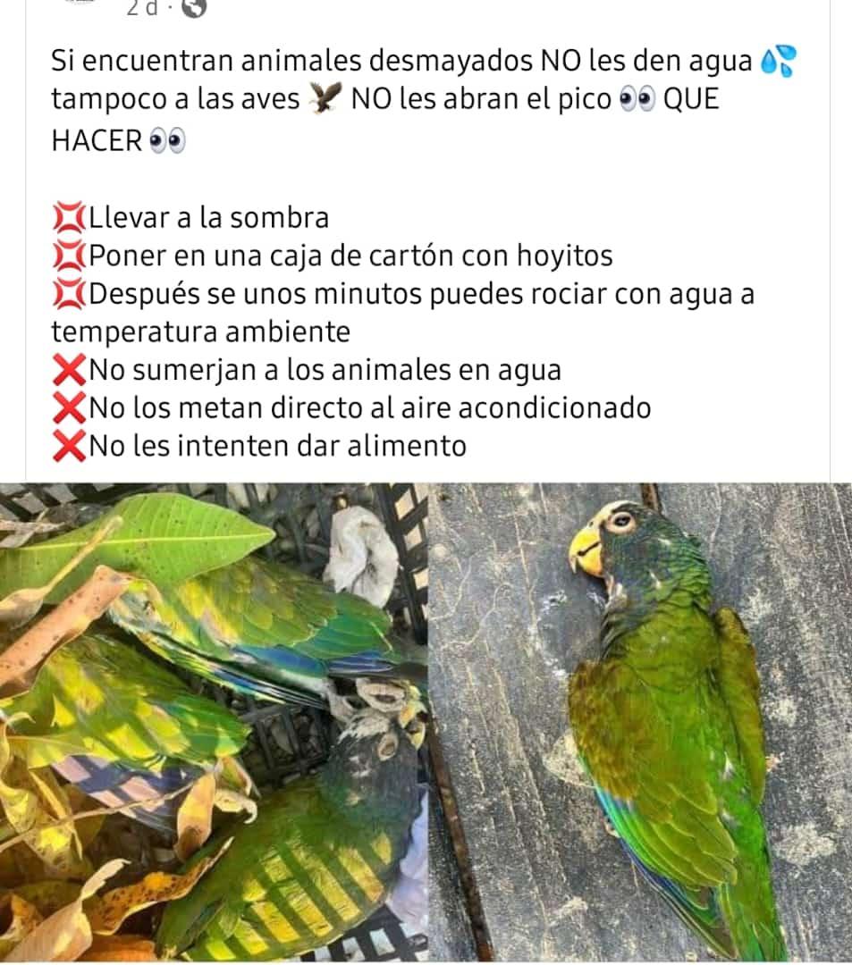 #Animal #Aves muriendo de sed y calor #MexicoMereceMás @Mexico ayudémoslas!