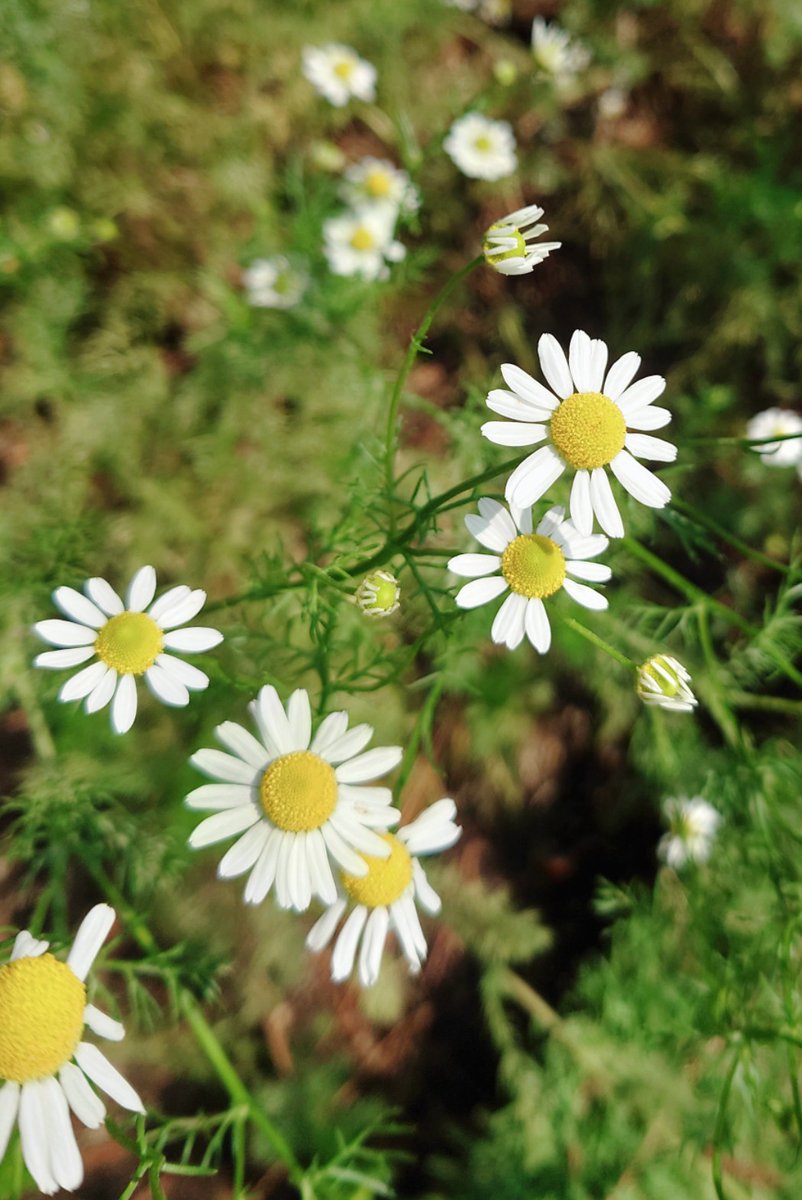 花づくり素材園では #カモミール の花が咲いています。

#フローランテ宮崎 #宮崎県 #宮崎市
#植物公園 #花 #ガーデニング
#春のフローラル祭  #植物
#植物のある暮らし #植物好き