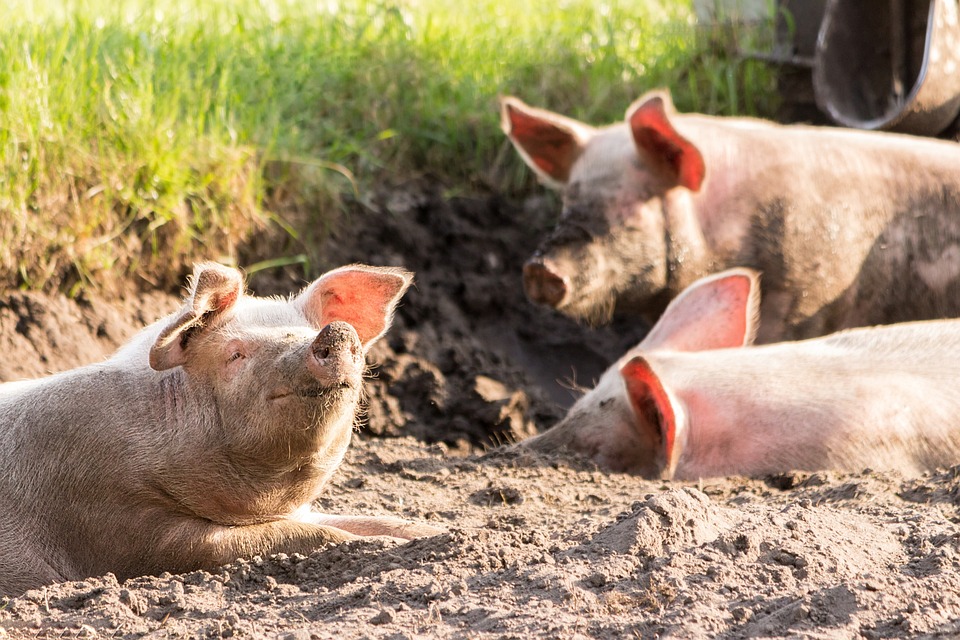 Love pigs. Don't eat them. #GoVegan 🩷🐷