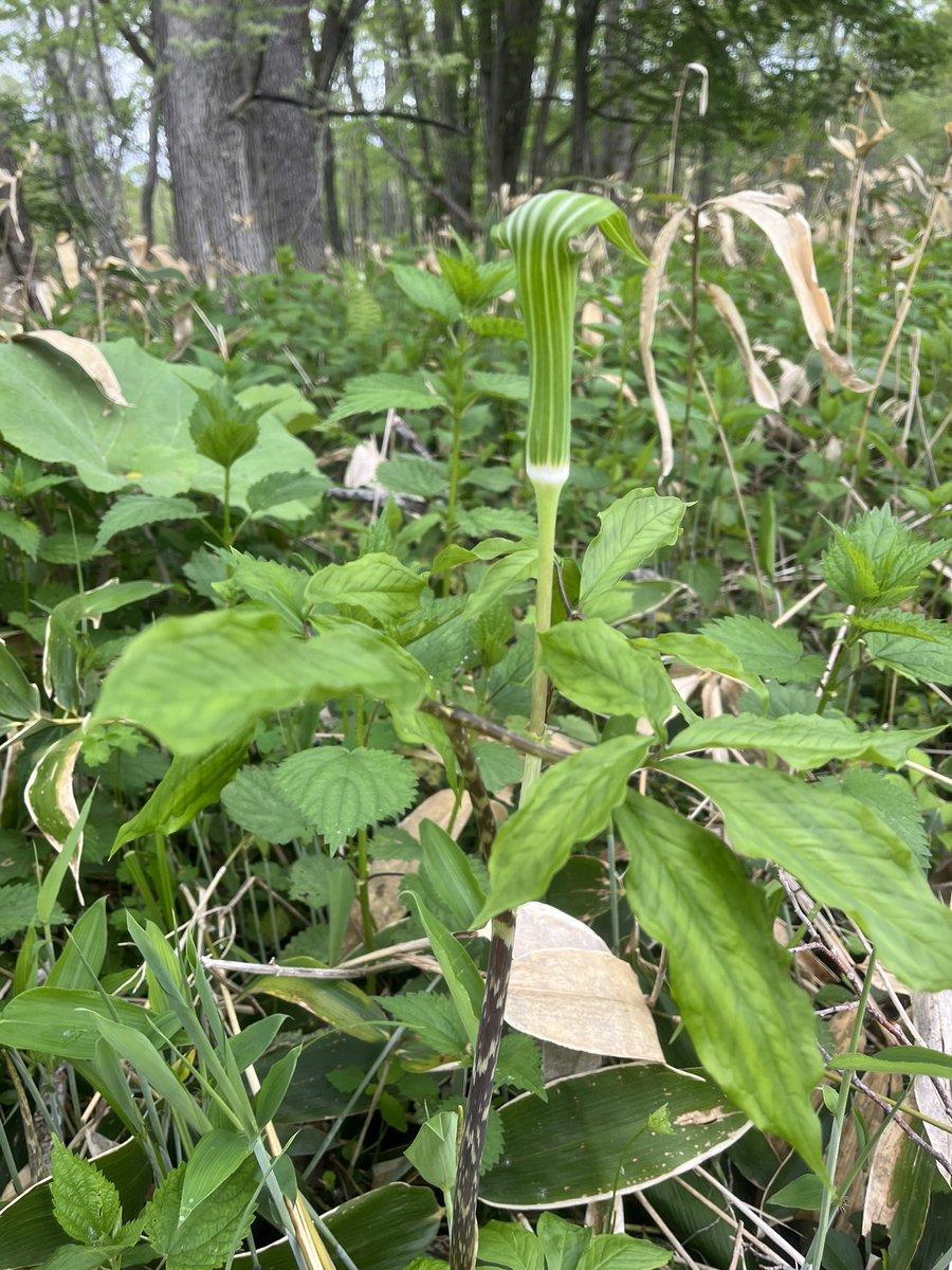 まだ朝晩肌寒いけど、いろいろ成長して賑やかな裏庭 #北海道 #弟子屈町 #屈斜路 #釧路川 #カヌー #ログハウス #犬と泊まれる宿 #山野草 #コンロンソウ #コウライテンナンショウ