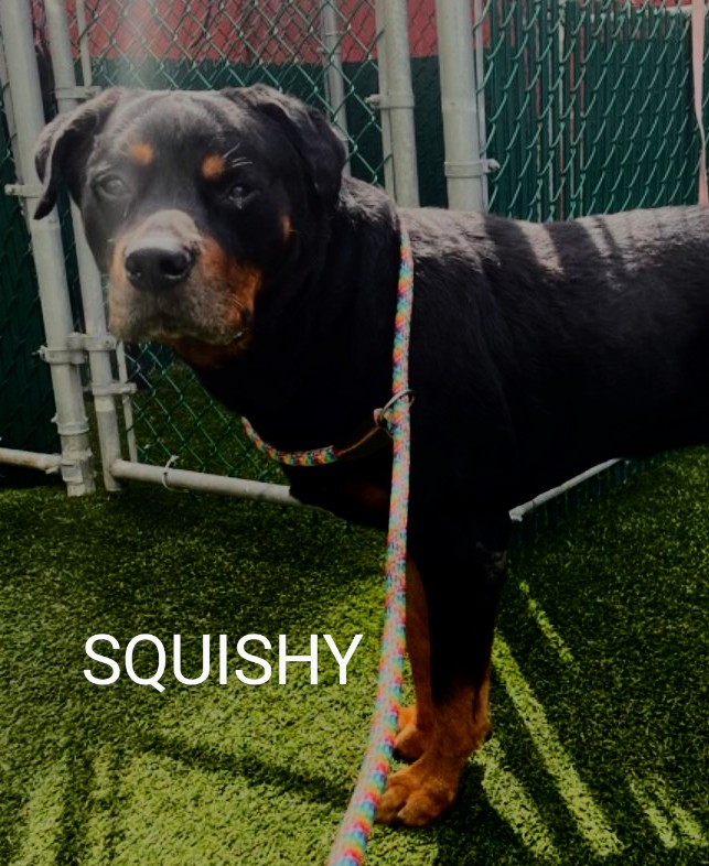 SQUISHY💙   200433
#NYCACC
SQUISHY is a handsome, 100 lb Rottweiler.
Abandoned & brought in by police😔
He's anxious & wants to stay to himself.
Cooperative.
Likes to go for walks🦮 & good on leash!
Has ear infection.
Solo pet.
FOSTER/RESCUE #PLEDGE #SHARE 🆘🙏🙏💉💉😔🆘🙏🙏🆘💙
