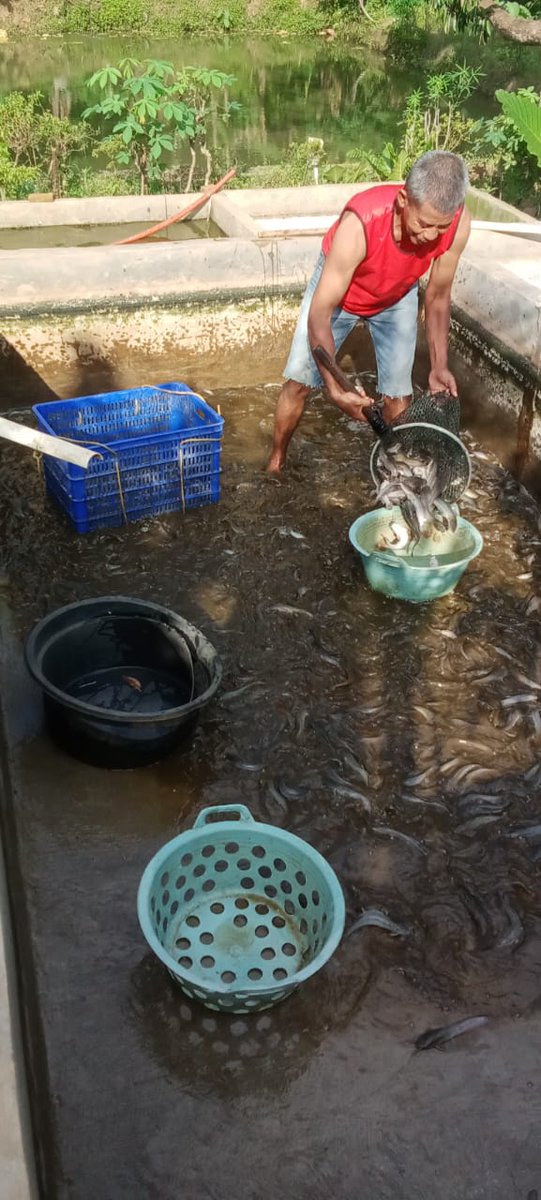 Khoirulhamzah (@khoirul07543371) on Twitter photo Kamis 16/05/2024,Hamzah Khoirul Iman,S.Pi.Luhkan Kabupaten Pringsewu,Pokdakan Berkah Ulam Sewu,.ds Sukoharjo 1,Panen Ikan Lele, Kolam Bak Semen,total 650Kg,Size 7-9 ekor/kg,Harga Rp 18.000/kg
#GiatLuhkanSatminkalBRPPUPP
#luhlapor
<a href="/diskan_psewu/">Dinas Perikanan Kabupaten Pringsewu</a> Kamis 16/05/2024,Hamzah Khoirul Iman,S.Pi.Luhkan Kabupaten Pringsewu,Pokdakan Berkah Ulam Sewu,.ds Sukoharjo 1,Panen Ikan Lele, Kolam Bak Semen,total 650Kg,Size 7-9 ekor/kg,Harga Rp 18.000/kg
#GiatLuhkanSatminkalBRPPUPP
#luhlapor
<a href="/diskan_psewu/">Dinas Perikanan Kabupaten Pringsewu</a>