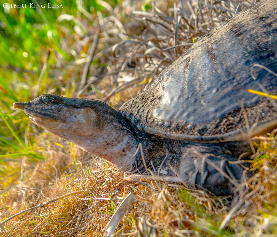 Bottle Neck/Soft Shell Turtle
#NaturePhotography
#NaturePhoto
#NatureLovers #GilbertKingElisa #florida 
#WildlifePhotography
#NatureBrilliance
#NaturePerfection
#NatureAddict
#NatureGram
#NatureShots
#NatureBeauty
#TurtlePhotography
#TurtlePhoto
#Turtles
#TurtleLovers
#TurtleGram