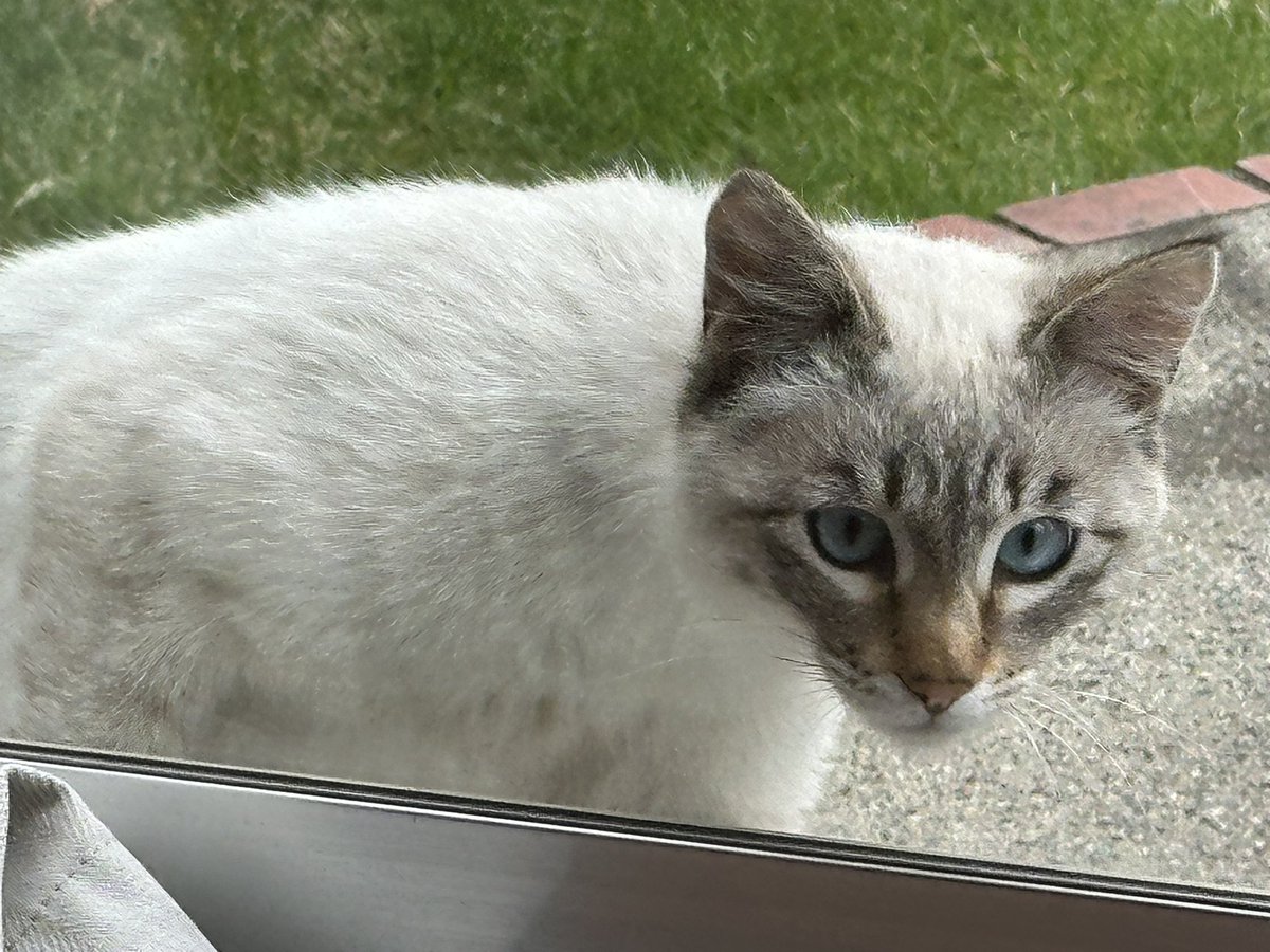 akimado814's tweet photo. 綺麗な猫ちゃんだけど
どっかから逃げ出しちゃった子かな。

探してる人いたら連絡ください。
もし野良ちゃんなら
保護できる方いませんか？

近所の野良ちゃんと
馴染めずにいじめられてます。

 #迷子猫  #山梨 https://t.co/Fuh5KkICRc