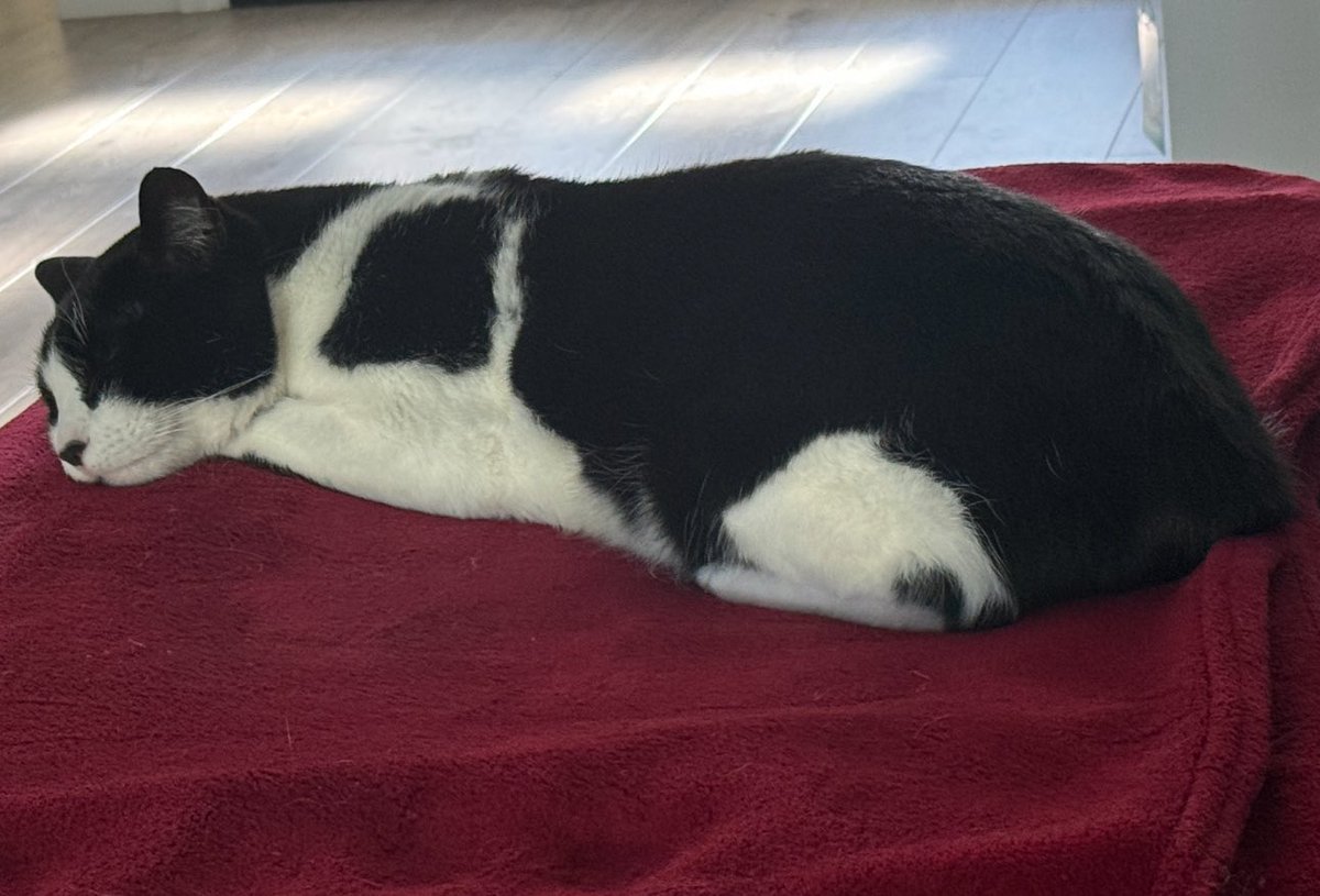 smokenscanent's tweet image. Lazy Thursday!! #Chase #Stinky #Stinks