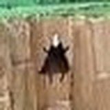 ponponyellow's tweet photo. ここのカオナシ https://t.co/3TyrPJ5C3j