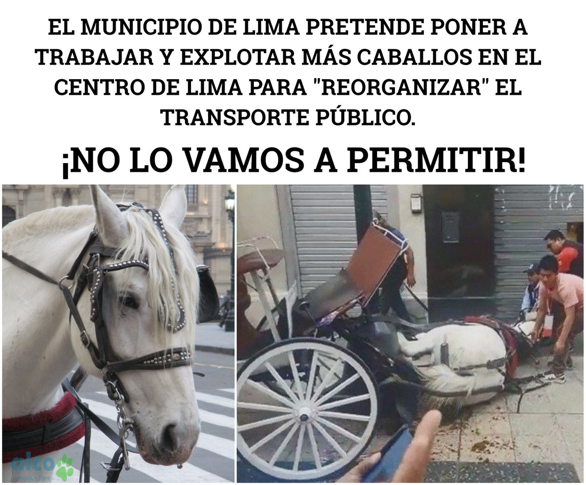 VOLVEMOS A LA ÉPOCA DE LAS CARRETAS? Según noticias, la @MuniLima gastaría millones en carretas jaladas por esclavos (caballos) en el Centro de Lima para aliviar el tráfico. PÉSIMO. En el mundo están cambiando los caballos por carros eléctricos por ser crueldad y subdesarrollo.