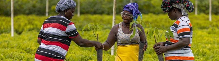 Firestone Liberia, la primera granja de caucho natural del mundo en lograr la certificación ISCC PLUS por buenas prácticas agrícolas y reducción del impacto medioambiental. Entérate controlnoticias.com.mx/rs-mkt_Bridges… <a href="/Bridgestone_Mx/">BridgestoneMx</a> <a href="/firestone_mx/">Firestone México</a>  #llantas <a href="/VenAmericaMag1/">VEN AMÉRICA</a> <a href="/revista4vientos/">Revista 4Vientos</a>