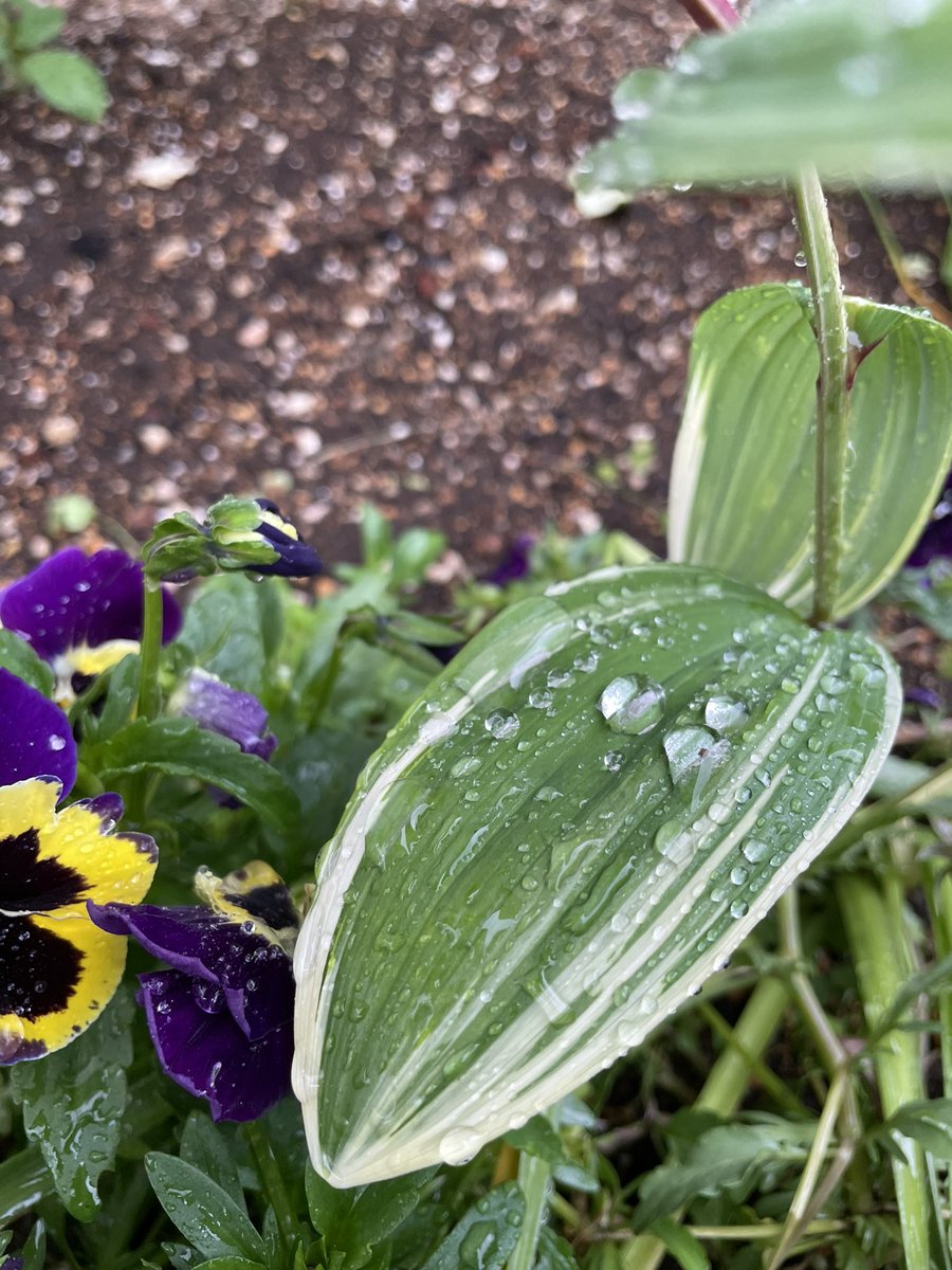 Eurythmics❤️
Here Comes The Rain Again
🎶🇬🇧💖
☔️🌱✨
😌

#guyperryman