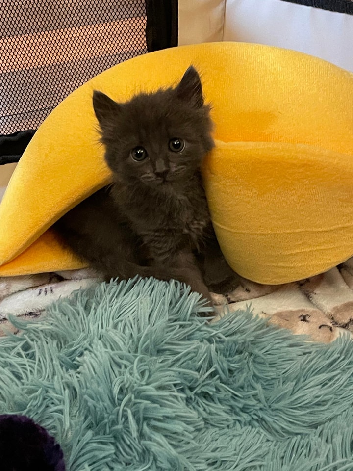 #LifeInTheFosterhood BANANA! PURRlease supPURRt our mission to help with the many #tinybutmighty like this cutie. ItsieBitsieRescue.org #savinglives #ittakesavillage #kittens #gratitude #donationswelcomed #tbt