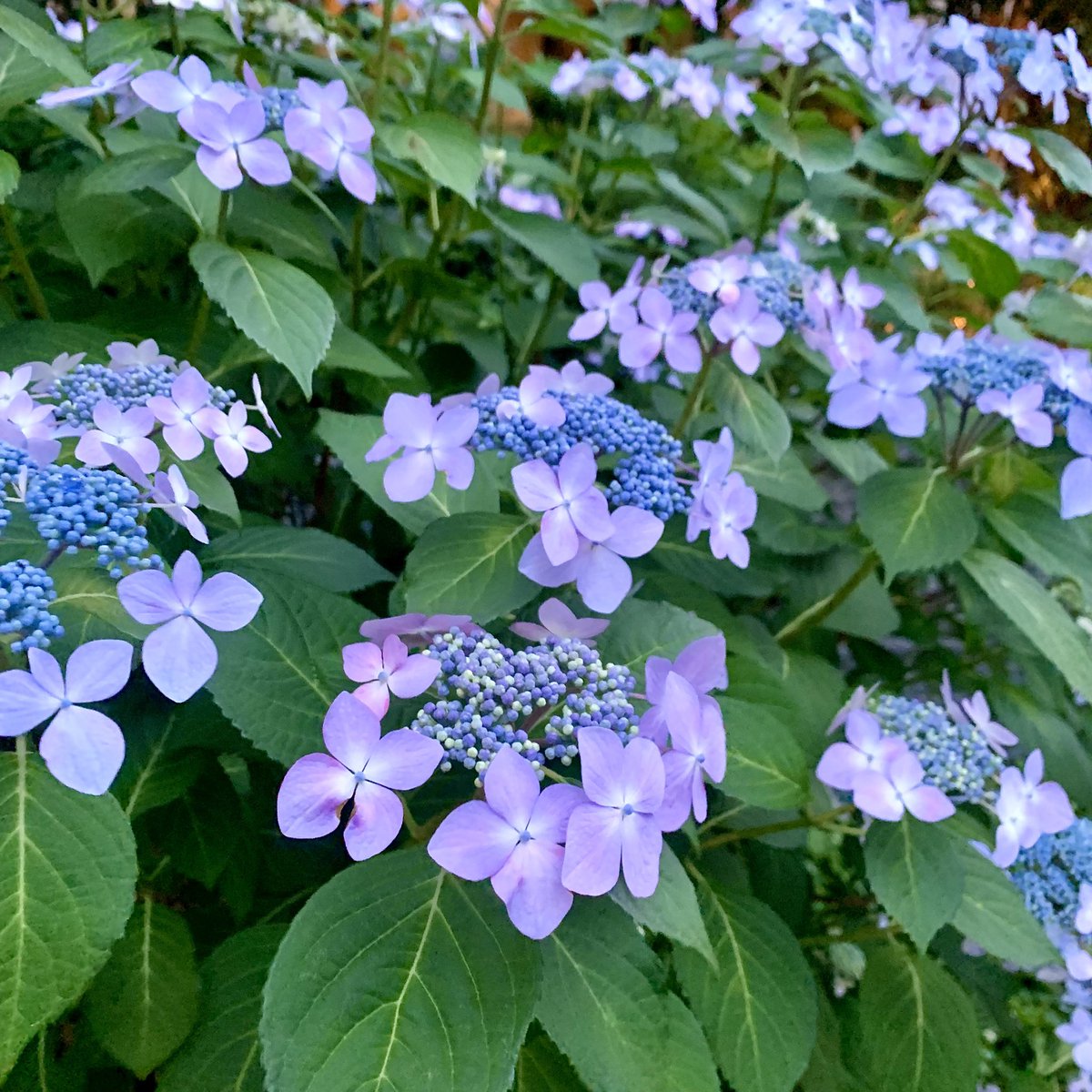 歩いていたら、私の好きな紫陽花を発見したので、ぱしゃり。