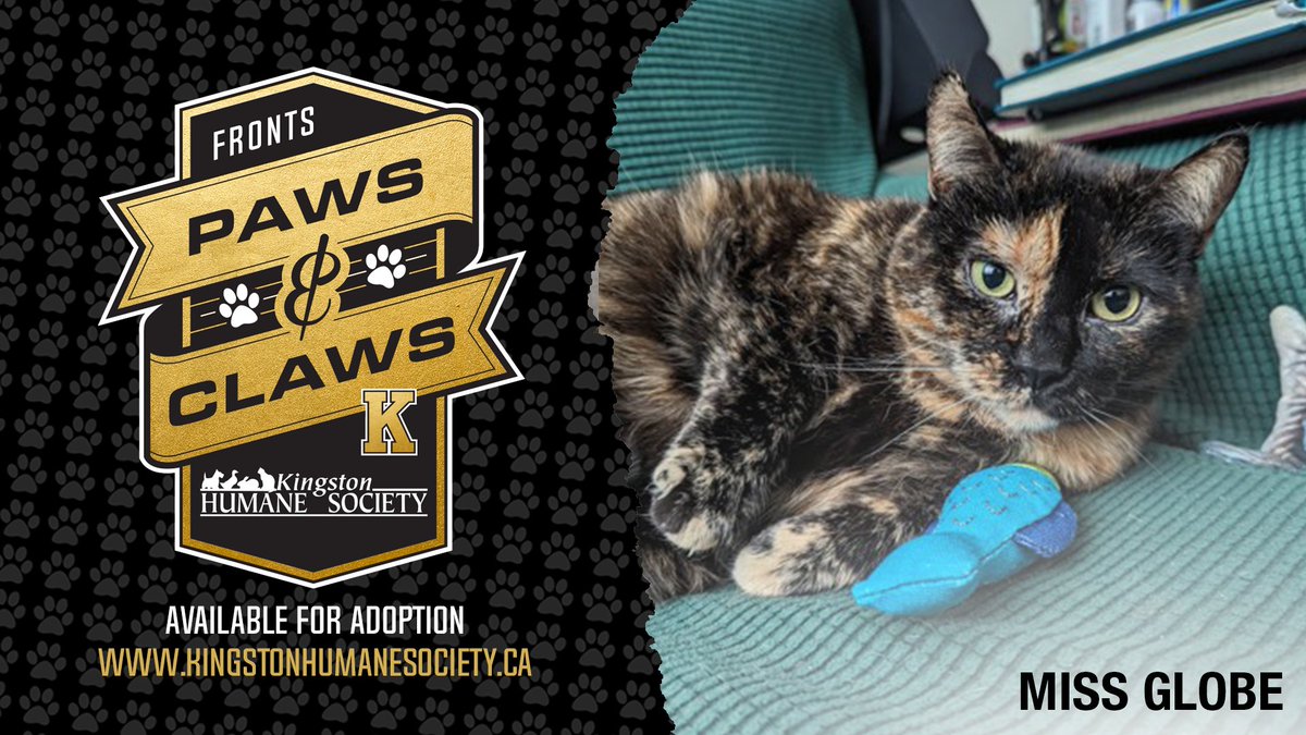 Are you looking to bring a furry friend into your home? Look no further than 'Miss Globe'. This very cuddly cat is available for adoption at the @KHSKingston. Find out more about Miss Globe and other available pets at kingstonhumanesociety.ca